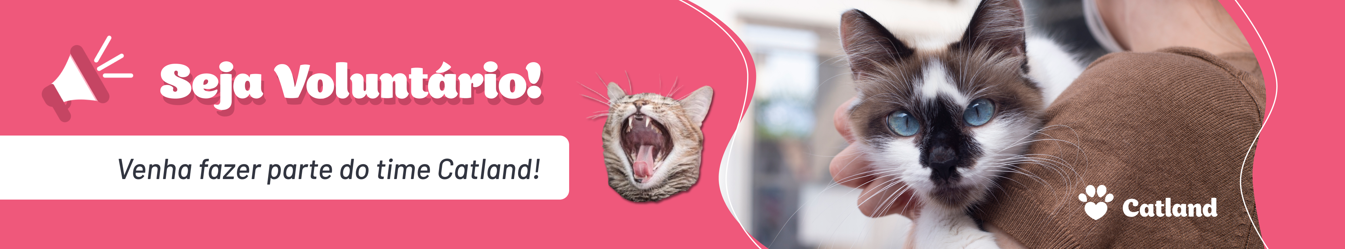 Catland Adoção de Gatinhos