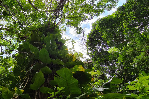 Somos Natureza - Verão Sustentável — 13